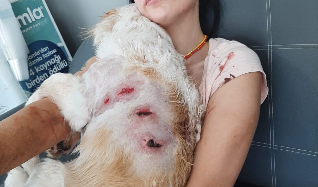 Bursa'nın Nilüfer ilçesinde genç bir kadın ve köpeği, başıboş iki