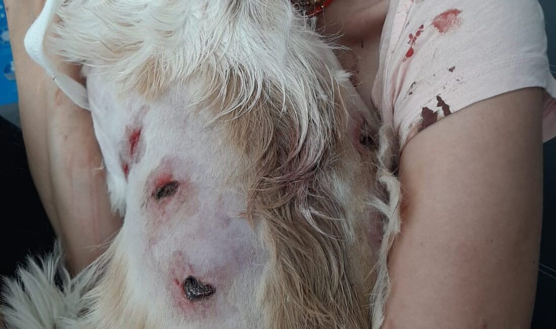 Bursa'nın Nilüfer ilçesinde genç bir kadın ve gezdirmeye çıkardığı köpeği;