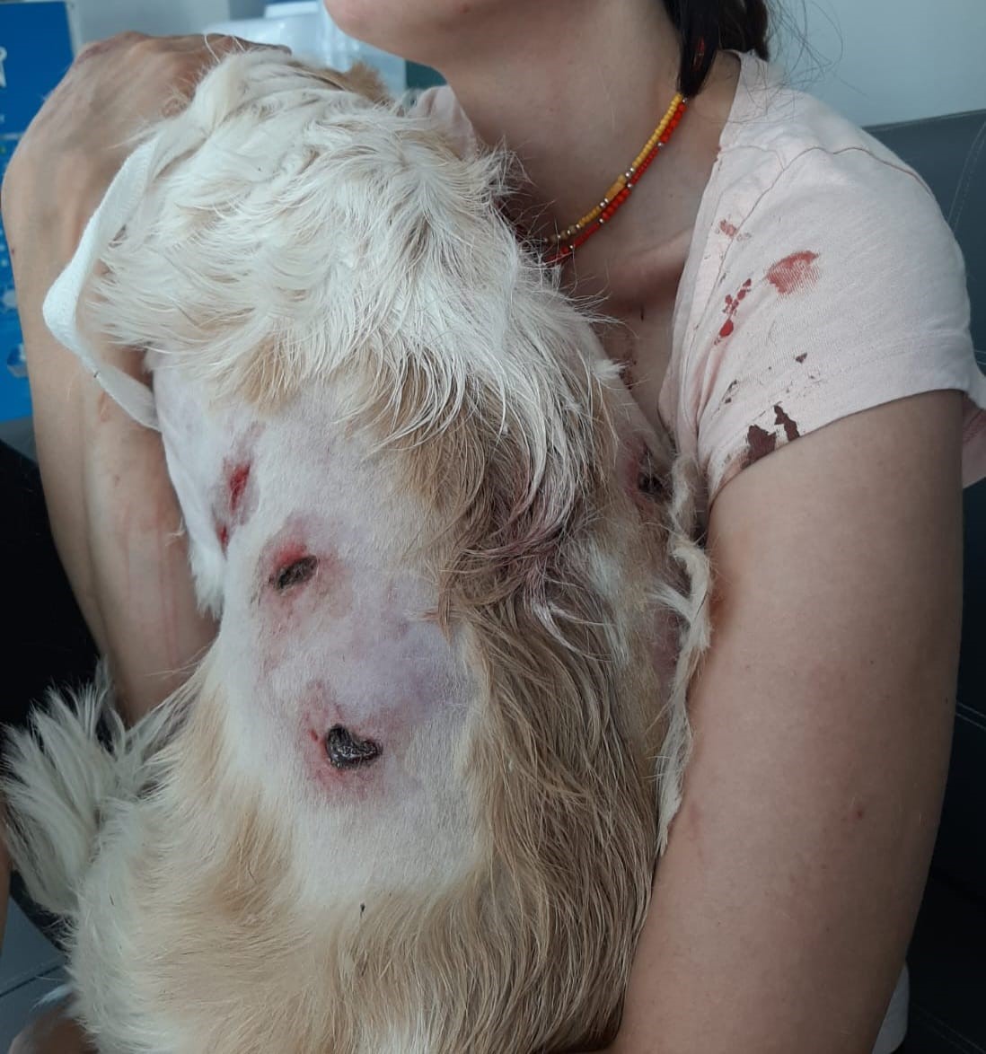Bursa'nın Nilüfer ilçesinde genç bir kadın ve gezdirmeye çıkardığı köpeği;