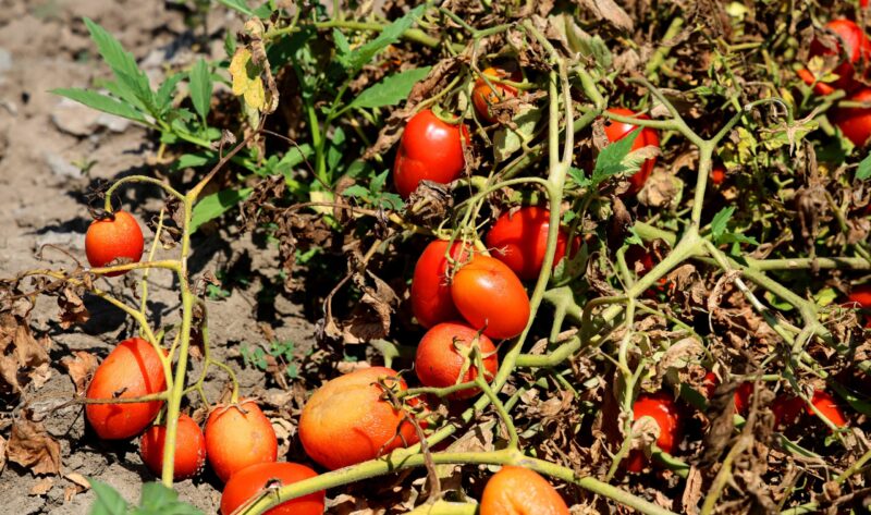 Türkiye'nin önemli tarım merkezlerinden Adana'da, hasadı devam eden domatesin tarladaki
