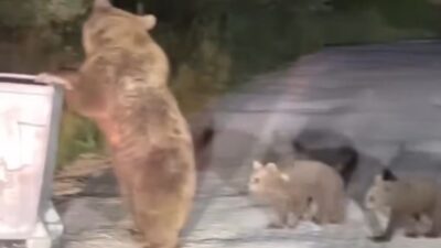 Bursa Uludağ'da, yavrularıyla birlikte yiyecek arayan bir boz ayı, kendisini