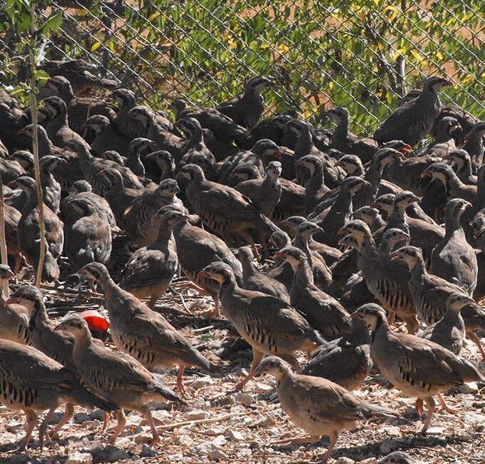 Afyonkarahisar dahil birçok ilde kene ve zararlı böceklere karşı keklik