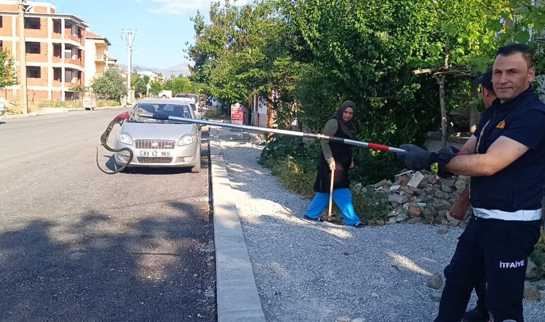 AFYONKARAHİSAR (AA) -Afyonkarahisar’ın Sandıklı ilçesinde apartmanın bahçesinde görülen yılan yakalanarak