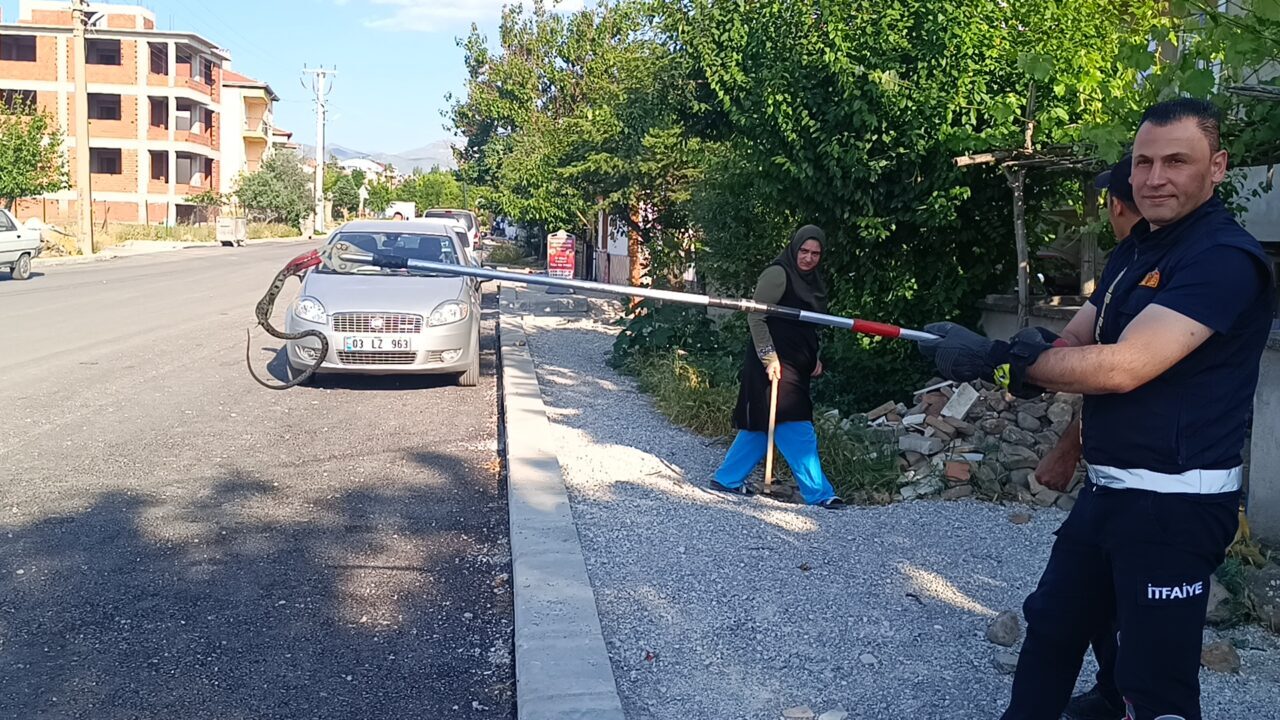 AFYONKARAHİSAR (AA) -Afyonkarahisar’ın Sandıklı ilçesinde apartmanın bahçesinde görülen yılan yakalanarak