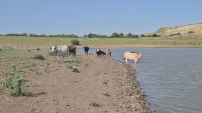 Tekirdağ’ın Malkara ilçesine bağlı Hasköy Mahallesi’nde özel bir firmanın mera