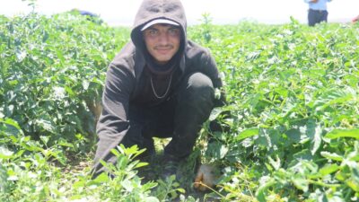 Hatay’da termometrelerin 40 dereceye ulaşmasıyla birlikte zorlu şartlarda tarım arazilerinde