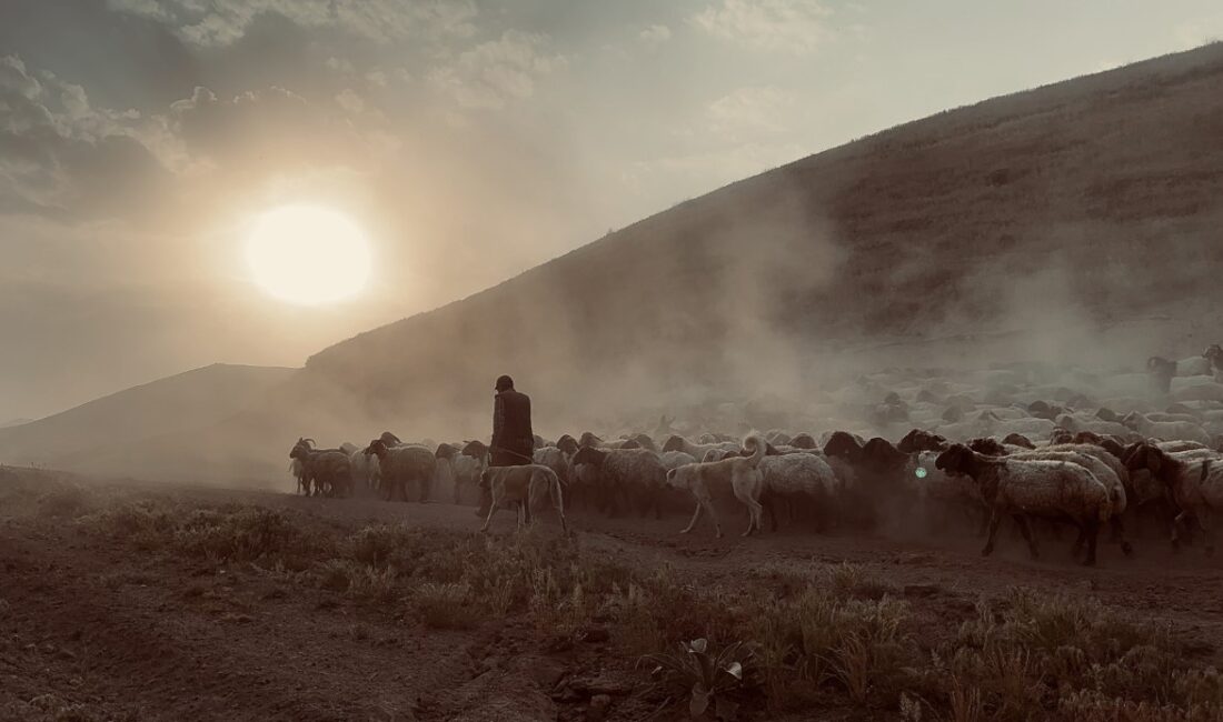 Bitlis’in Tatvan ilçesine bağlı Kıyıdüzü köyünde koyun sürülerinin Nemrut Dağı’ndaki