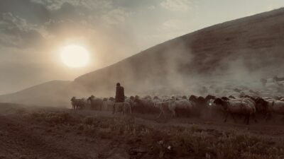 Bitlis’in Tatvan ilçesine bağlı Kıyıdüzü köyünde koyun sürülerinin Nemrut Dağı’ndaki