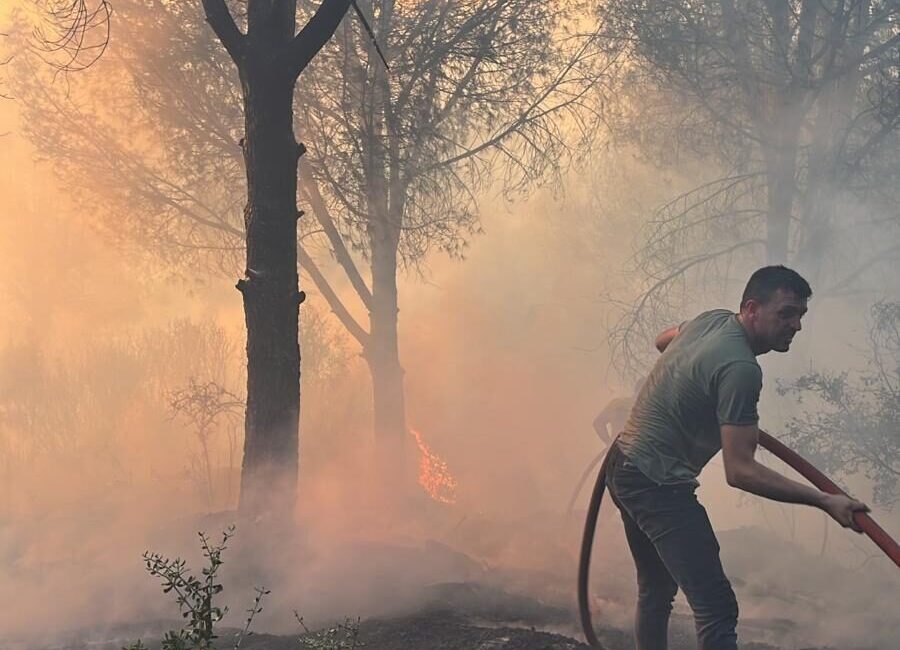  Aydın'ın Koçarlı ilçesinde çam fıstığı ağaçlarının bulunduğu kısımda çıkan yangında