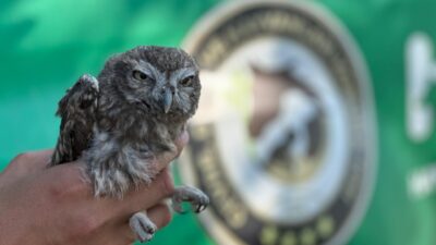 Aydın'ın Kuşadası ilçesinde yaralı bulunan, baykuş türlerinin en küçüğü olarak