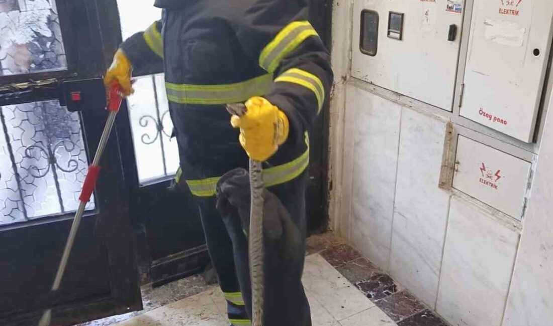 Bilecik’te bir apartmana giren engerek yılanı itfaiye ekiplerince yakalandı. Alınan