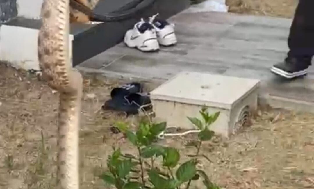 Muğla’nın Bodrum ilçesinde bir evin duvar boşluğunda bulunan yılan, itfaiye