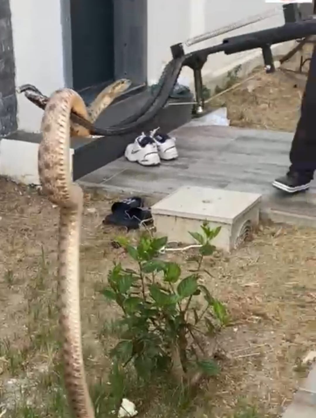 Muğla’nın Bodrum ilçesinde bir evin duvar boşluğunda bulunan yılan, itfaiye