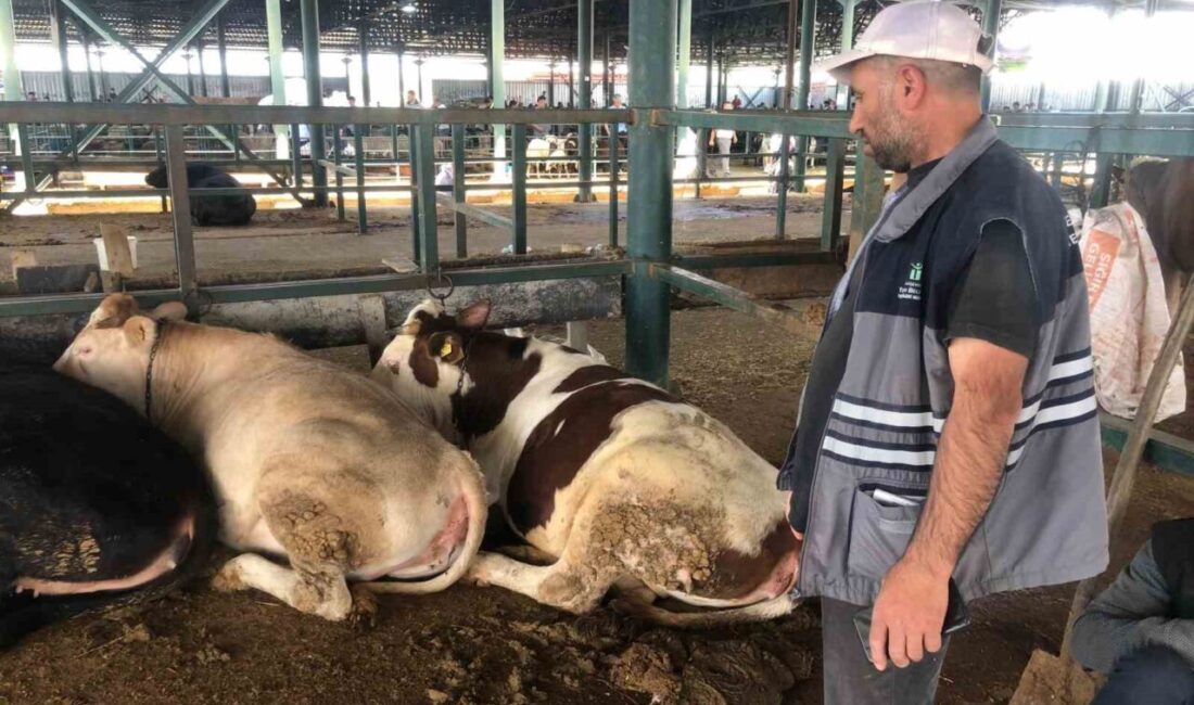 Eskişehir’de kurban satıcıları, büyükbaş hayvanların maliyetlerini çıkarmadığını belirtti.