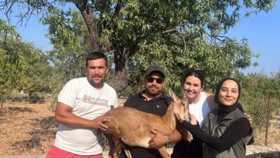 Muğla’nın Datça ilçesinde bahçede bitkin vaziyette bulunan yaban keçisi kurtarıldı.