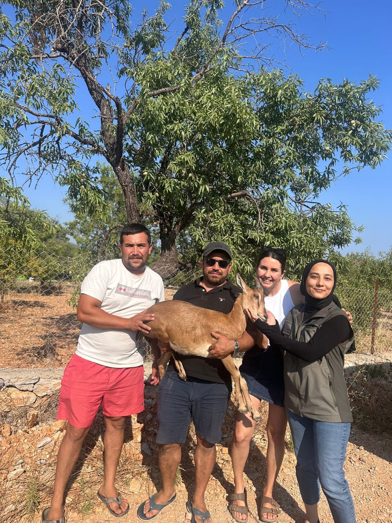 Muğla’nın Datça ilçesinde bahçede bitkin vaziyette bulunan yaban keçisi kurtarıldı.
