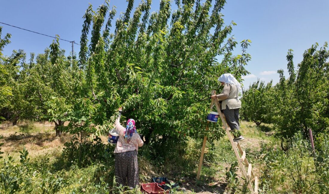 Manisa’nın Demirci ilçesinde, coğrafi işaret tescilli Demirci kirazının hasadına başlandı.