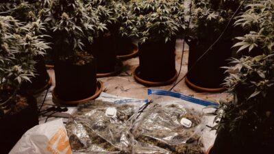 İzmir'in Bornova ilçesinde evinin odasında kurduğu sera sistemiyle uyuşturucu madde