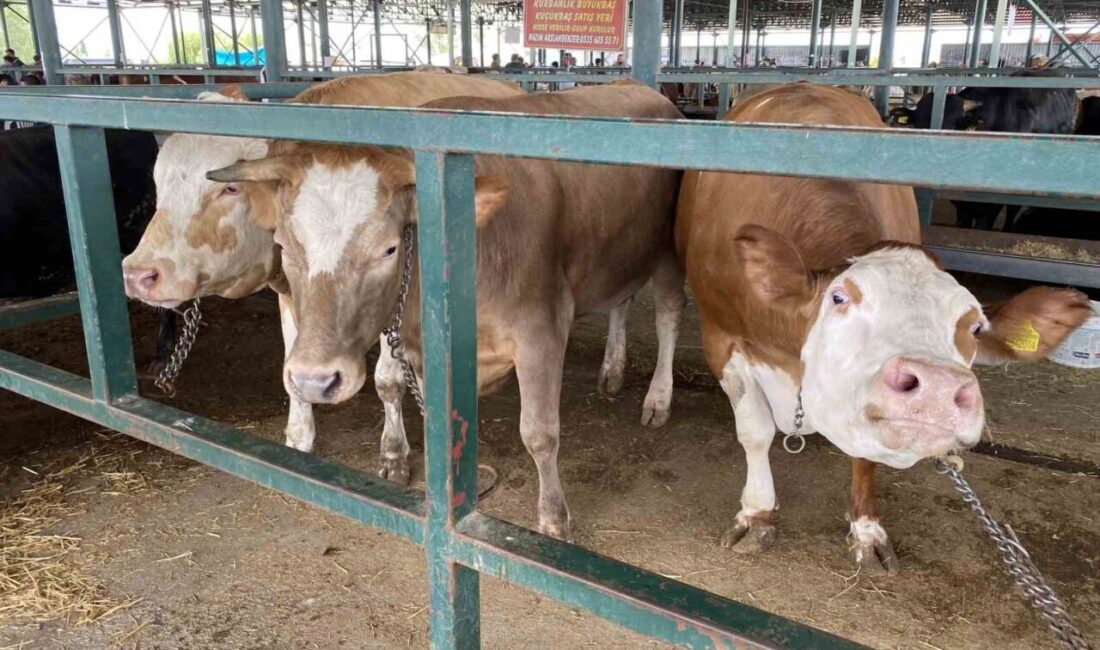 Eskişehir’de Kurban Pazarı’nda alıcılarını bekleyen her biri yaklaşık 750 kilo