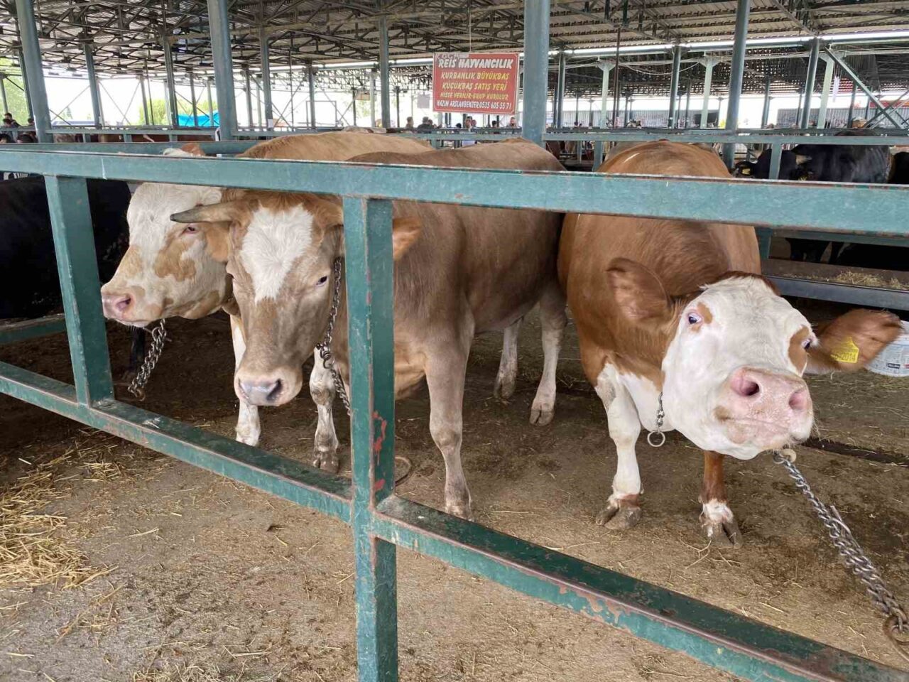 Eskişehir’de Kurban Pazarı’nda alıcılarını bekleyen her biri yaklaşık 750 kilo