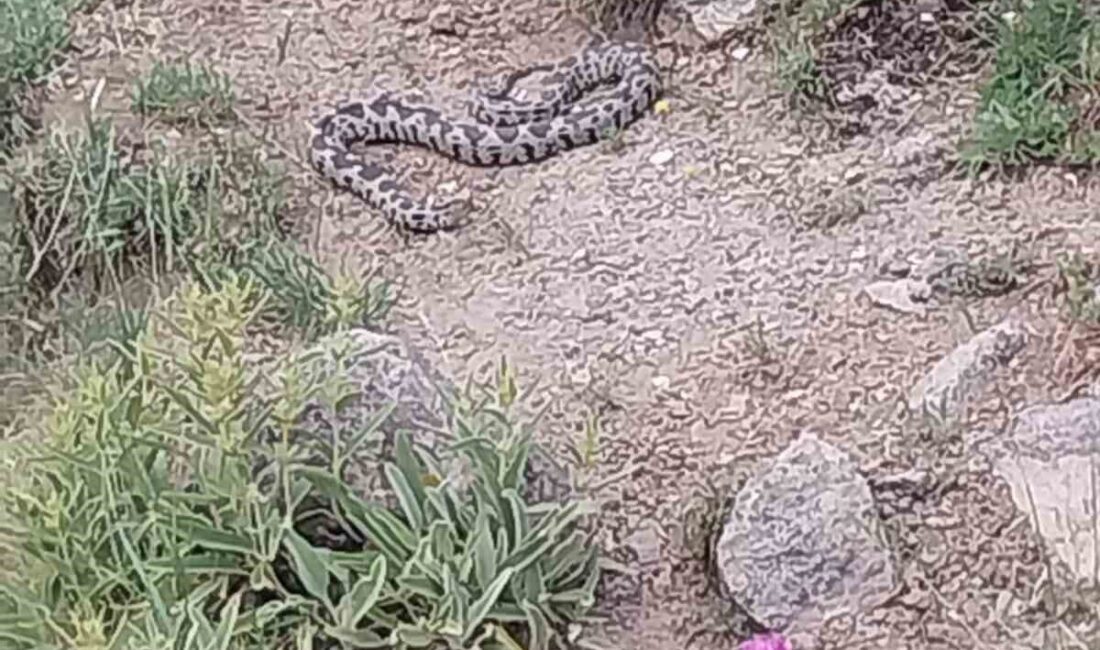 Afyonkarahisar’da bir ilçe panikte: Zehirli Engerek Yılanı görüldü! Afyonkarahisar’ın Şuhut ilçesinde görülen ve kuvvetli zehri ile bilinen engerek