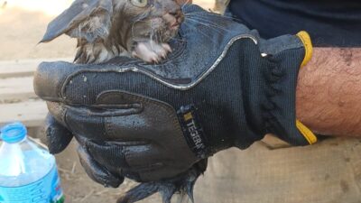 – İzmir’in Ödemiş ilçesinde müştemilatta çıkan yangında yaralanan Suriye uyruklu