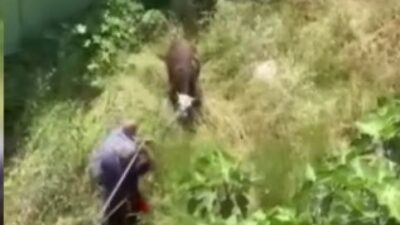 İstanbul Küçükçekmece’de sahibinden kaçan kurbanlık danayı durdurmak isteyen vatandaşlar sopayla