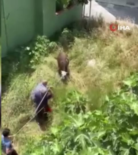 İstanbul Küçükçekmece’de sahibinden kaçan kurbanlık danayı durdurmak isteyen vatandaşlar sopayla