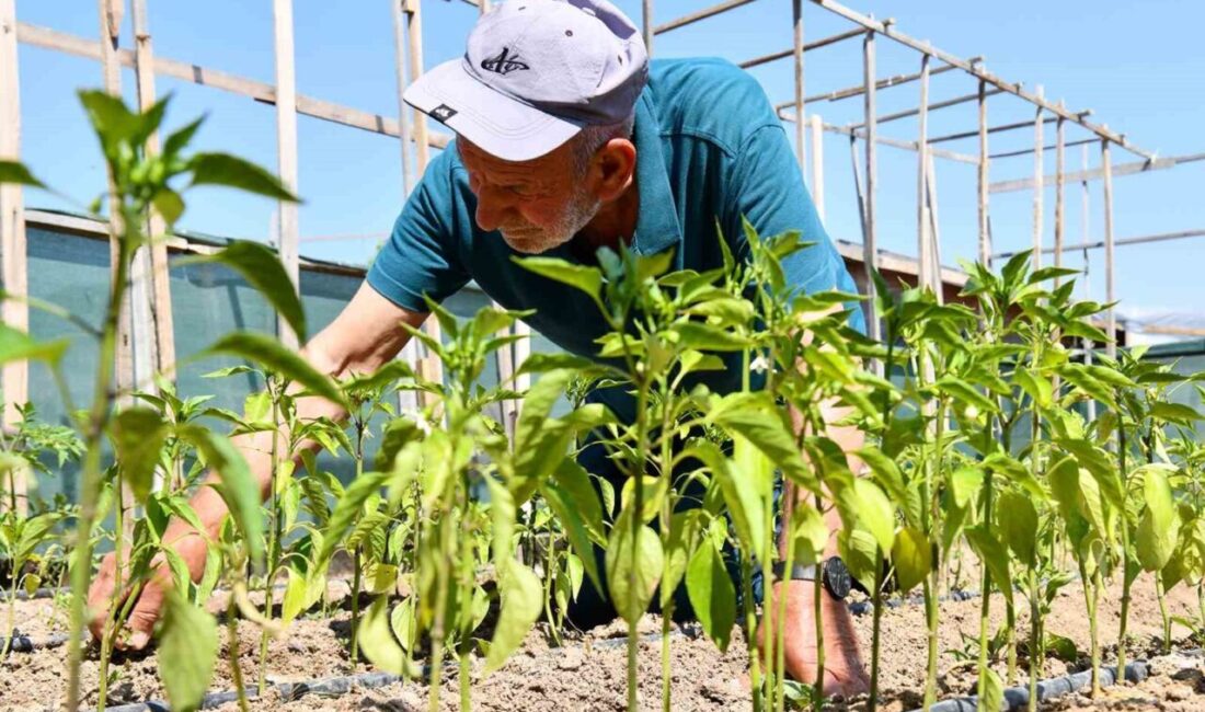 Tepebaşı Belediyesi’nin gönüllü bahçelerinde üretim yapan Cemalettin Kök, "Tepebaşı Belediye