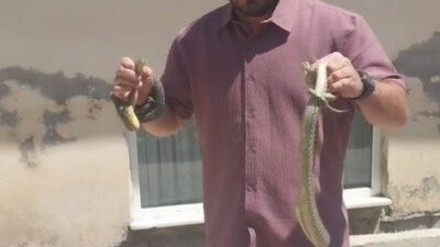 Bilecik’te bir vatandaş komşusunun evine giren yılanları eliyle çıkardığı için