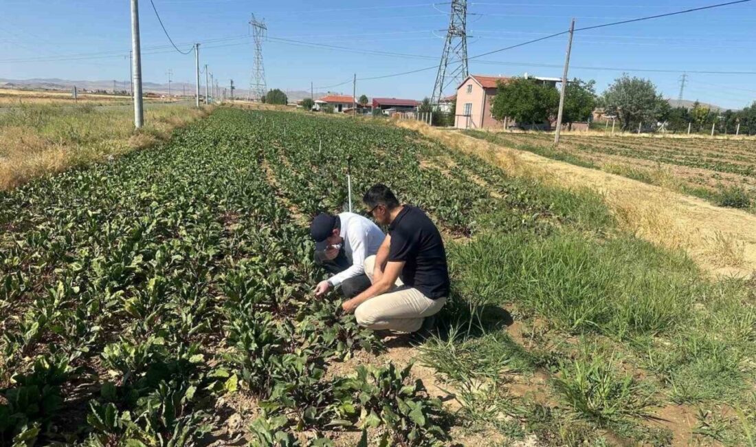 Afyonkarahisar’da ekili kornişon salatalık ve kırmızı pancarda verimliliği arttırmak amacıyla