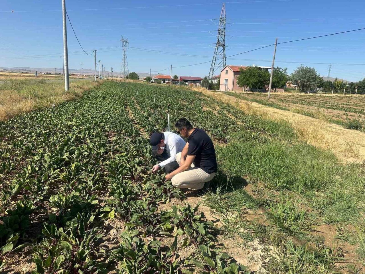 Afyonkarahisar’da ekili kornişon salatalık ve kırmızı pancarda verimliliği arttırmak amacıyla