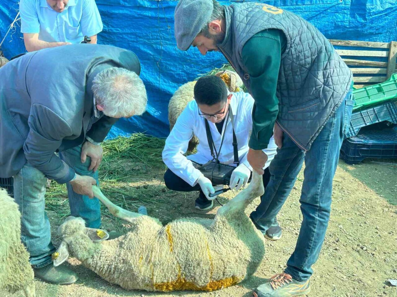 Bilecik’te kurban satış pazarında hayvanlara gebelik testi yapılıyor, kurbanlık vasfını