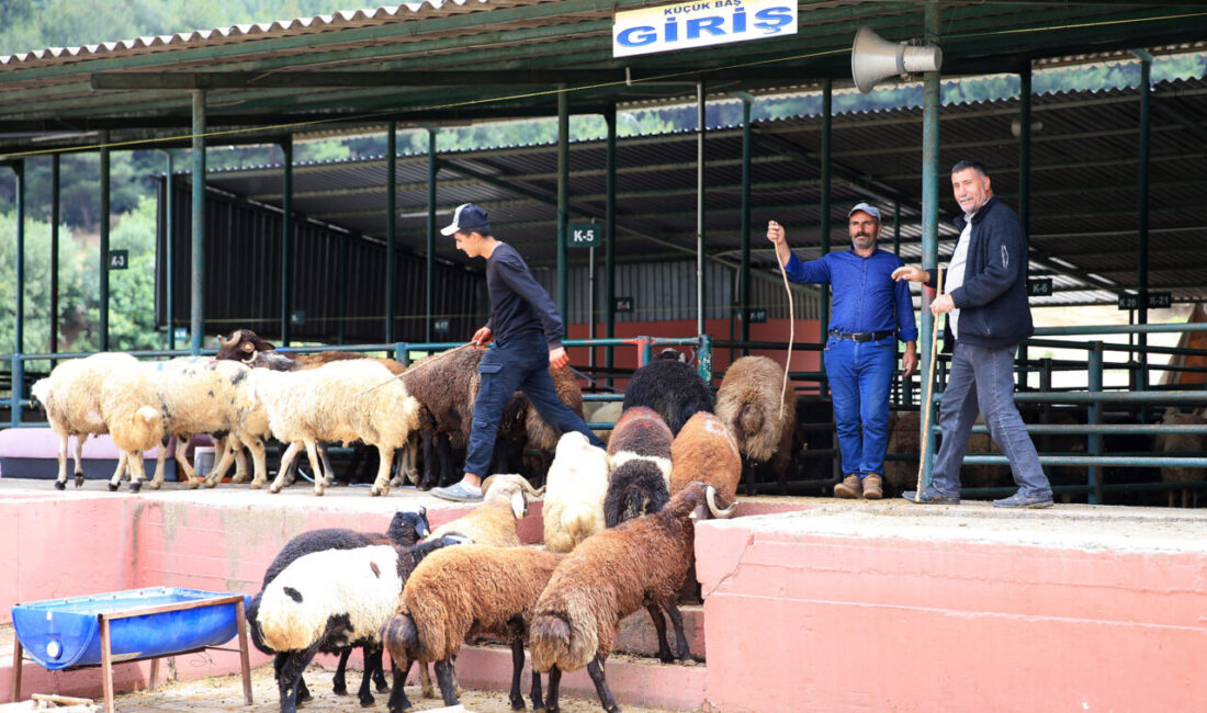 Türk Veteriner Hekimleri Birliği Merkez Konseyi Başkanı Ali Eroğlu, kurbanlık