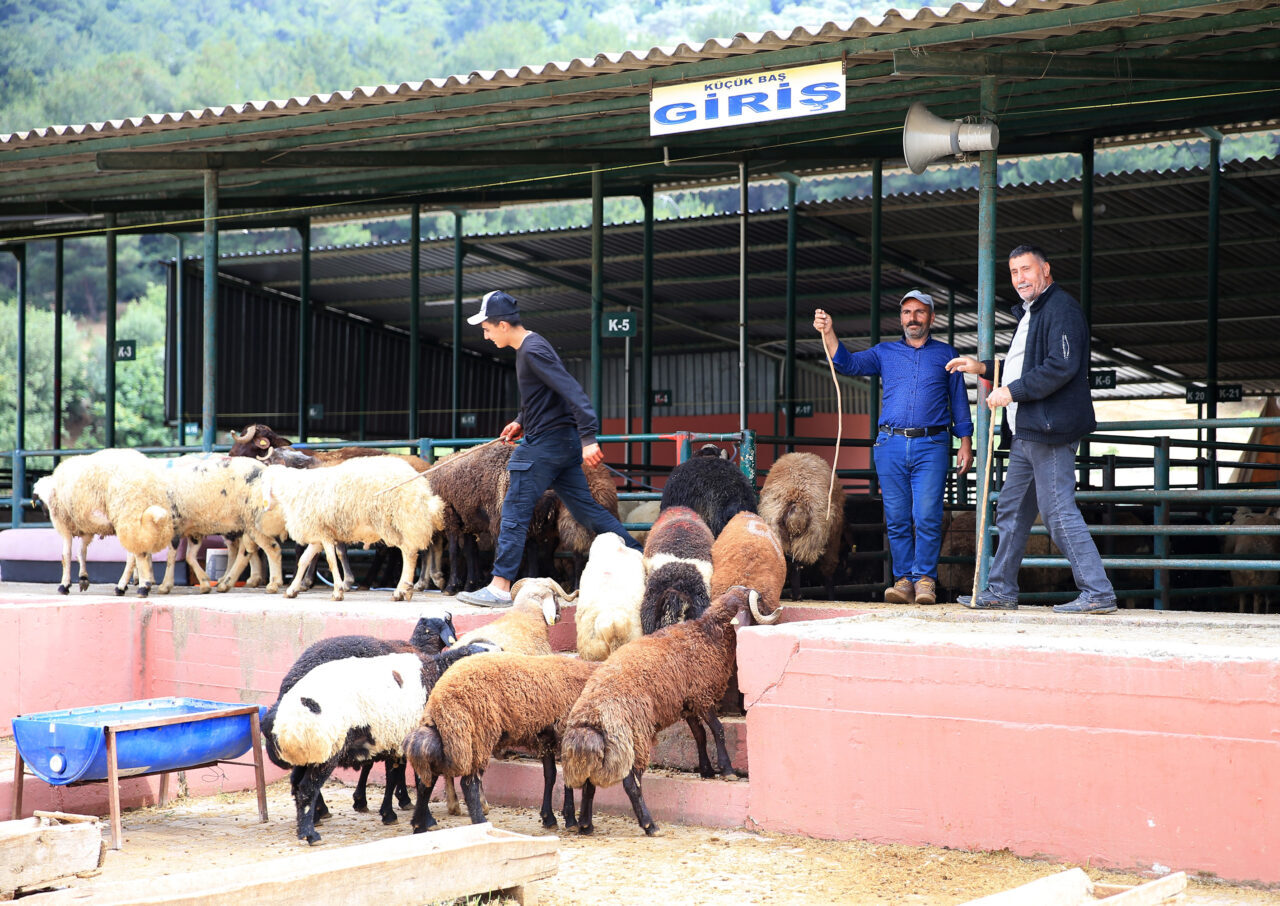 Türk Veteriner Hekimleri Birliği Merkez Konseyi Başkanı Ali Eroğlu, kurbanlık