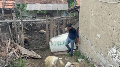 Kütahya'nın Domaniç ilçesinde bir ağıla giren kurtlar, 11 koyunu telef