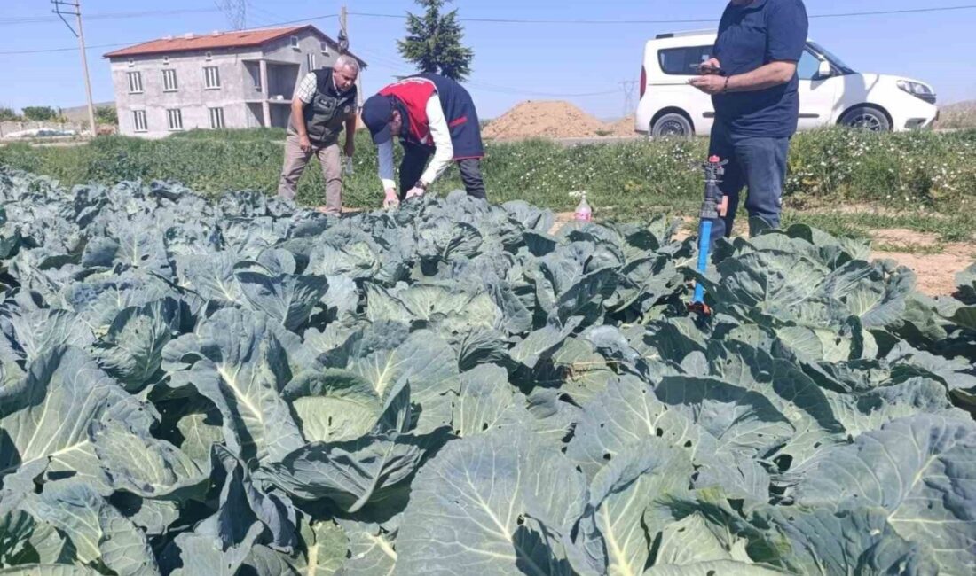 Afyon’da lahana üreticilerine uyarı! Afyonkarahisar’da lahana tarlalarında yaprak güvesi zararlısına rastlanıldığı bu yüzden lahana