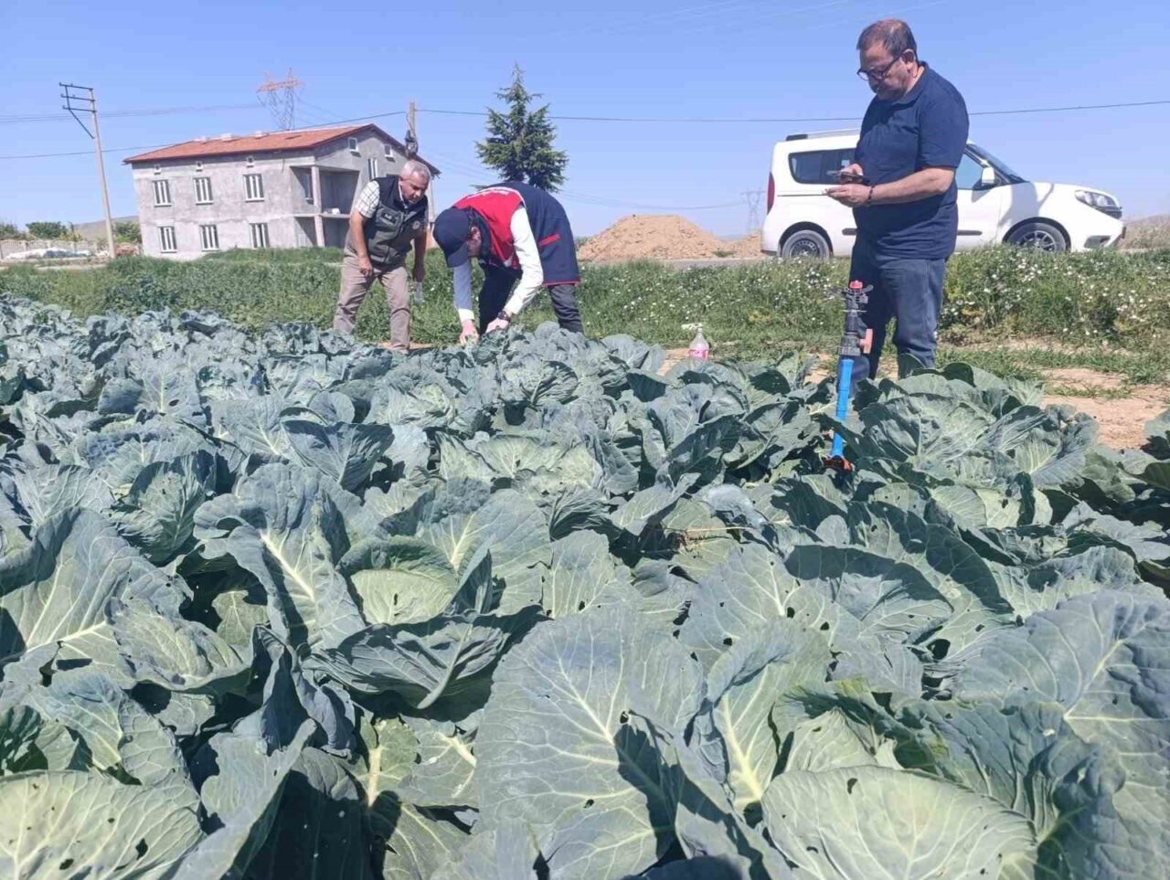 Afyonkarahisar’da lahana tarlalarında yaprak güvesi zararlısına rastlanıldığı bu yüzden lahana