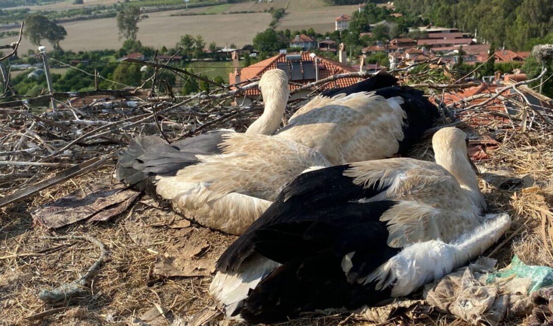 Muğla'nın Ula ilçesinde yuvalarında ayaklarına ip dolanan leylek yavruları, itfaiye
