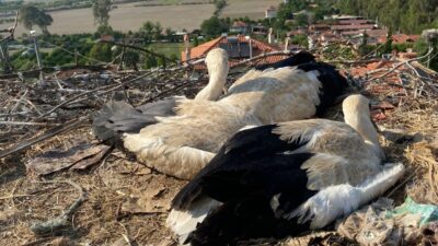 Muğla'nın Ula ilçesinde yuvalarında ayaklarına ip dolanan leylek yavruları, itfaiye