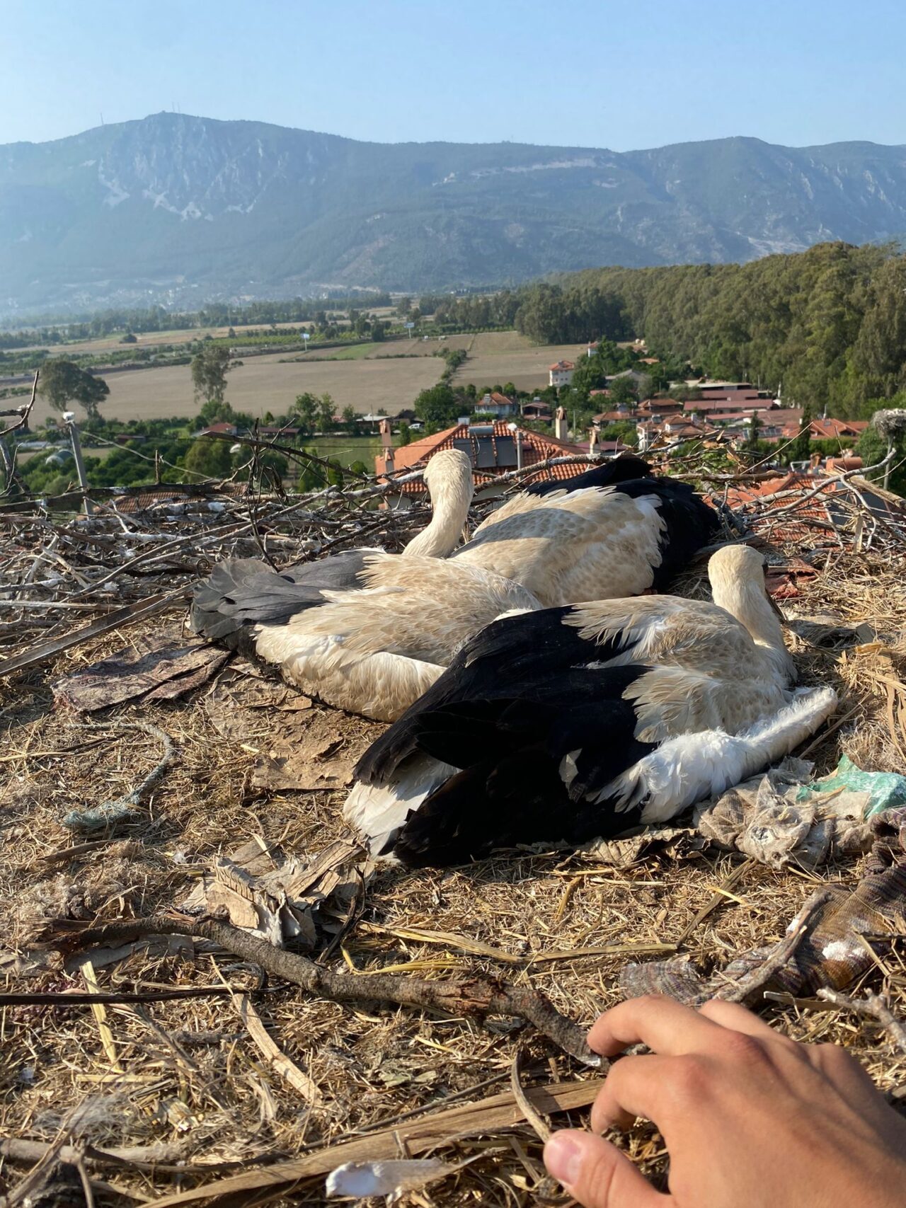 Muğla'nın Ula ilçesinde yuvalarında ayaklarına ip dolanan leylek yavruları, itfaiye