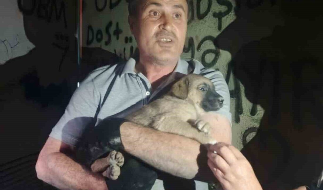 Mahsur kalan yavru köpeğe duyarsız kalmadı Eskişehir’de bir trafoda mahsur kalan yavru köpek, Osmangazi Elektrik Dağıtım
