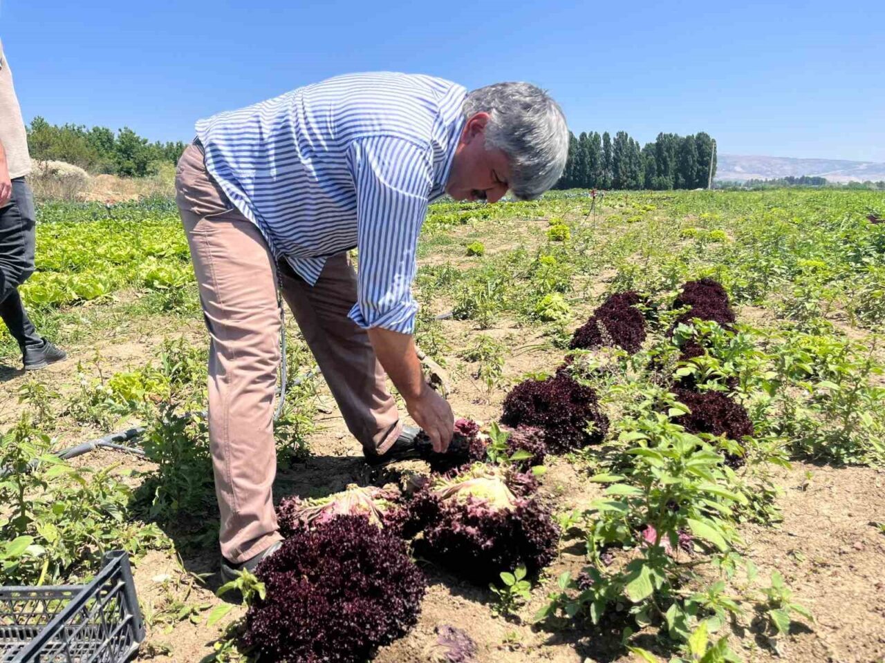 Eskişehir Yeşil Sakarya Üreticiler Birliği Başkanı Süleyman Buluşan, tarlada 3