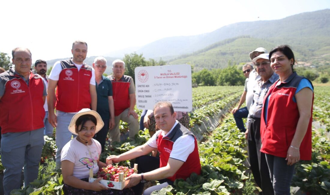 Muğla'da proje kapsamında yetiştirilen ve hasadı yapılan çilek, hem fiyatıyla