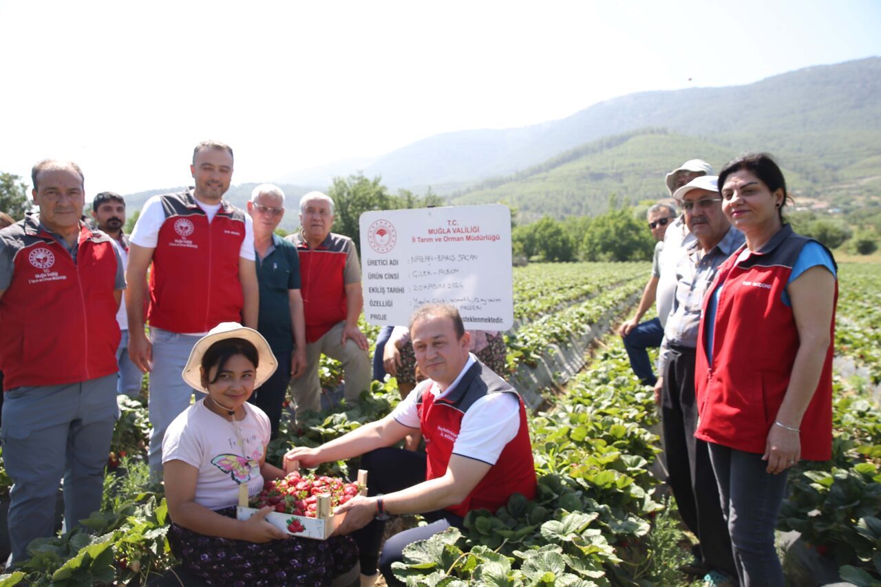 Muğla'da proje kapsamında yetiştirilen ve hasadı yapılan çilek, hem fiyatıyla