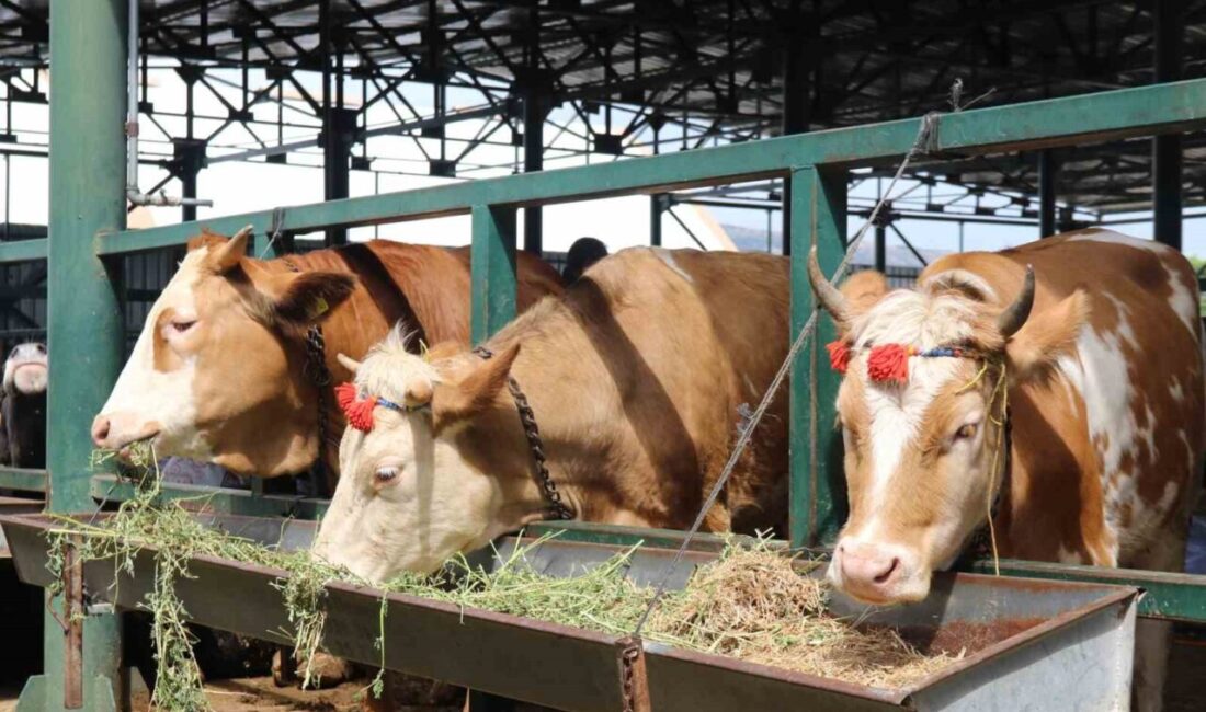 Kurban Bayramı öncesi kurbanlık seçimi için Eskişehir Büyükşehir Belediyesi Hayvan