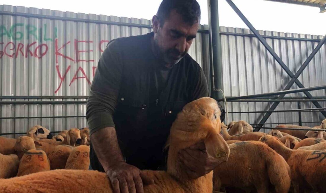 Eskişehir’de kurban pazarı için satışa sunulan Sivas Kangalı ırkı kuzular,