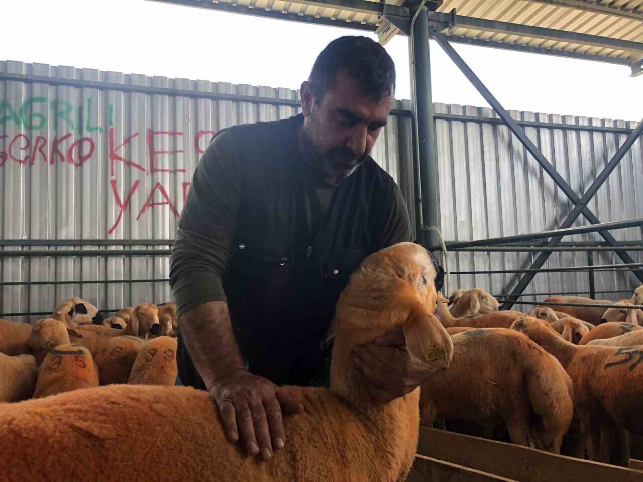 Eskişehir’de kurban pazarı için satışa sunulan Sivas Kangalı ırkı kuzular,