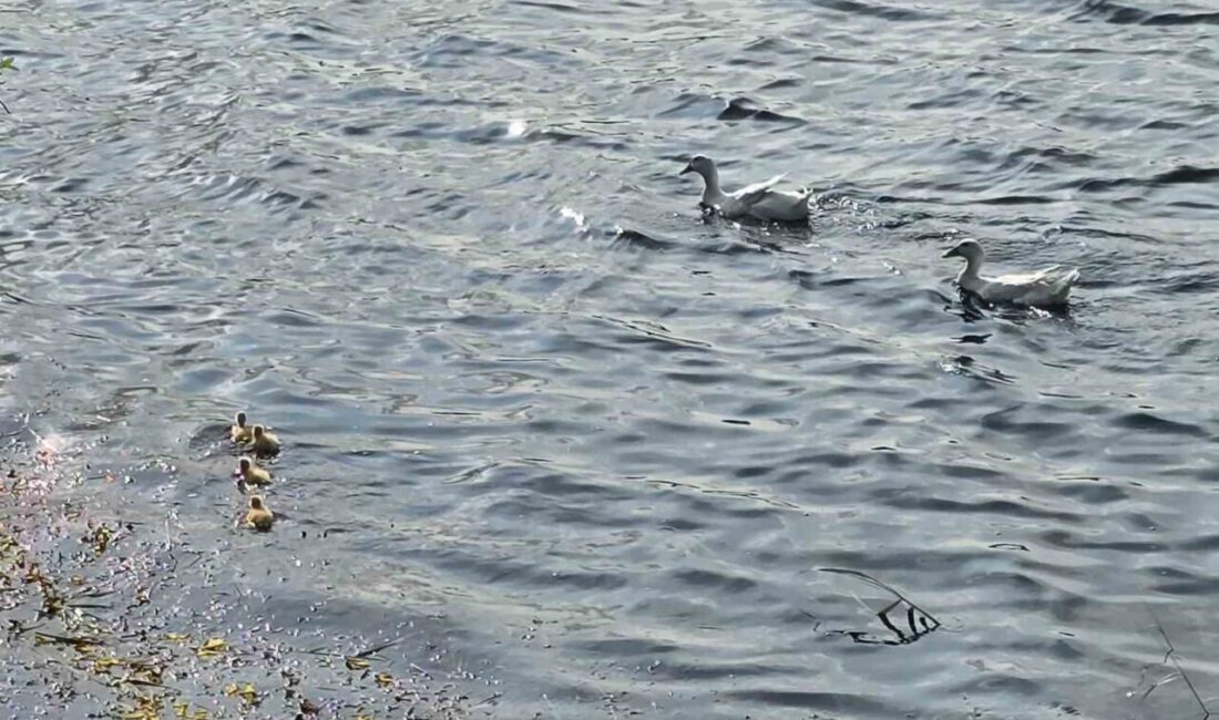Bilecik’te Gölpark’ta yıllardır ilk defa görüntülenen pekin ördeği yavruları, ziyaretçilerin