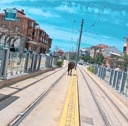 Eskişehir’de bir tramvay durağının yakınında rayların üzerinde dolaşan başıboş at,